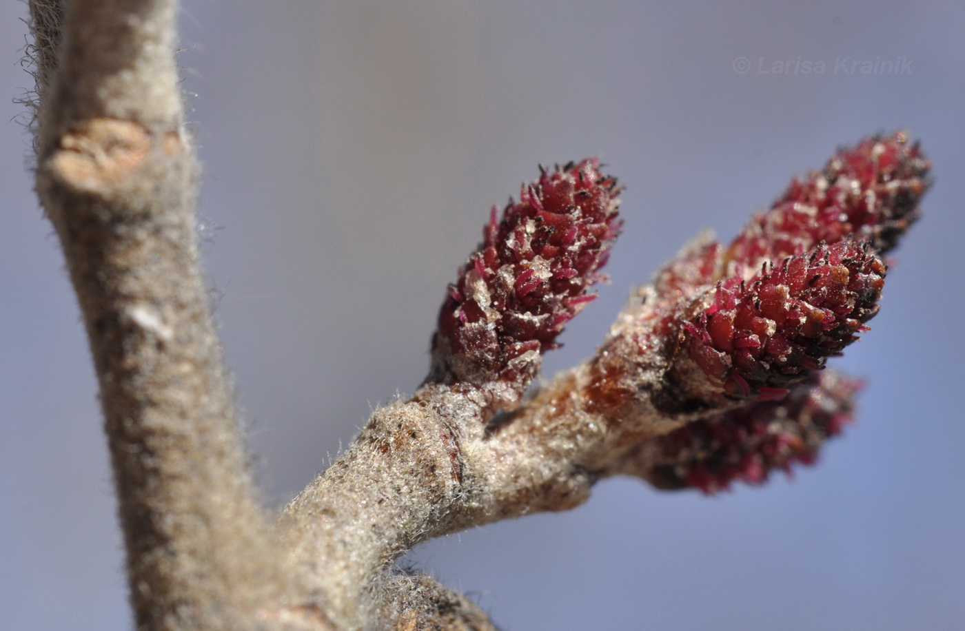 Image of Alnus japonica specimen.