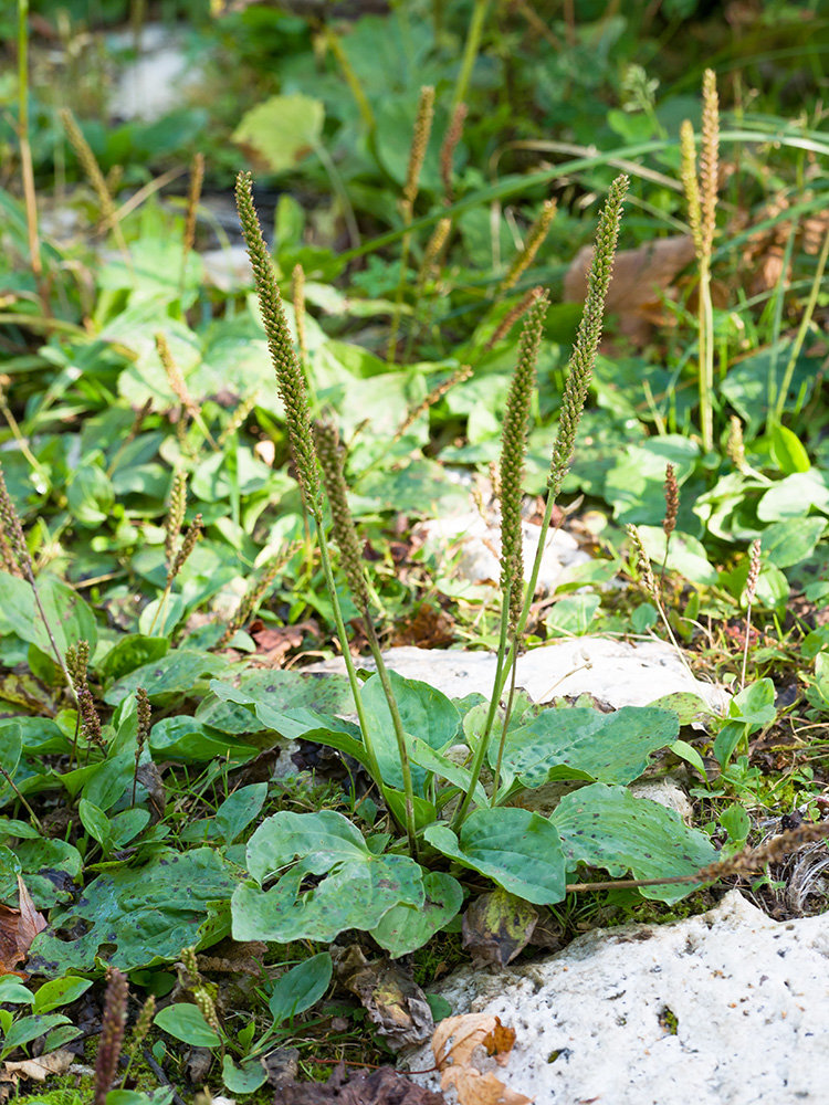 Image of Plantago major specimen.