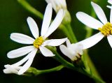 Doellingeria scabra. Корзинка - часть сложного соцветия. Приморский край, Ольгинский р-н, 5 км Ю-В с. Милоградово, окр. бух. Красная Скала. 12.08.2009.