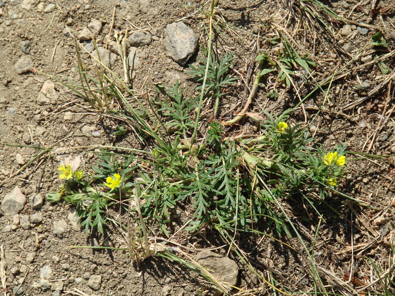 Image of Potentilla tergemina specimen.