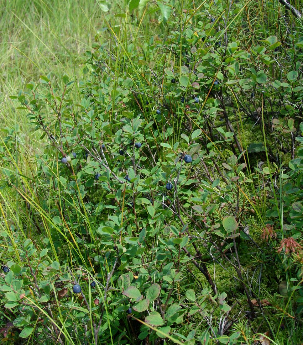 Image of Vaccinium uliginosum specimen.