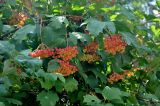 Viburnum opulus