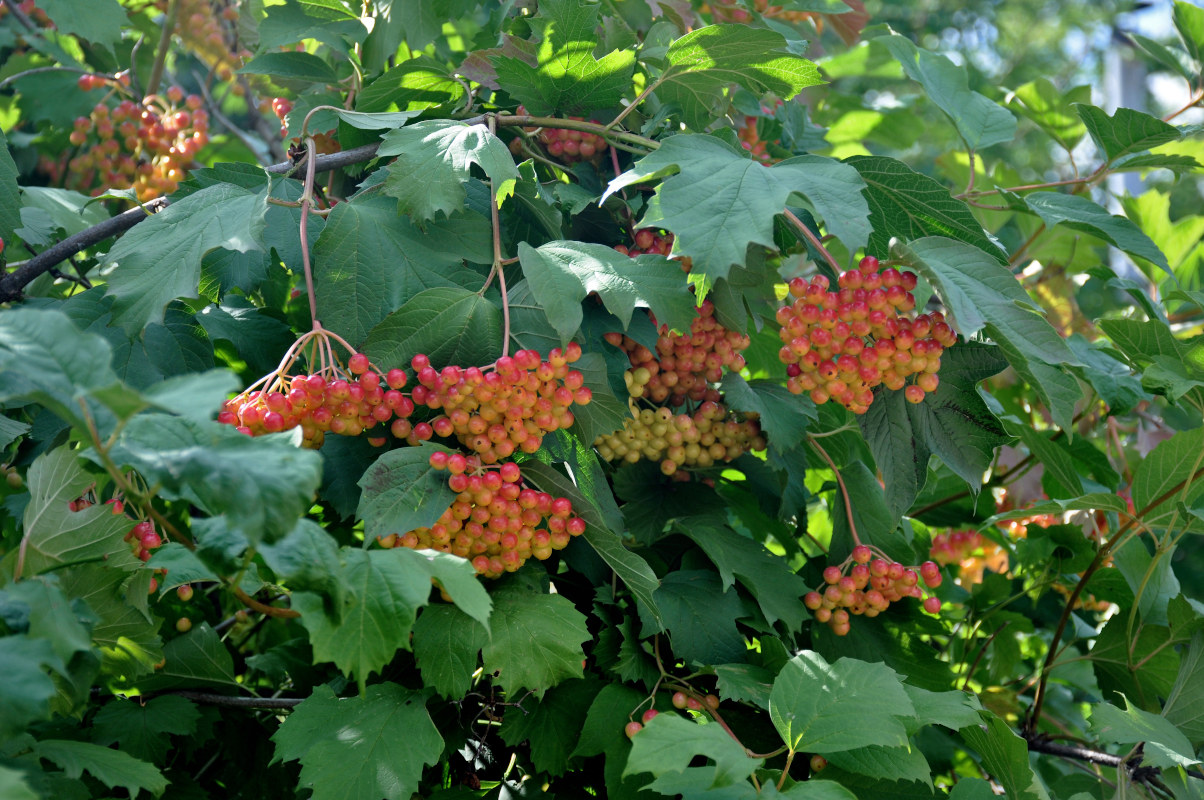 Image of Viburnum opulus specimen.