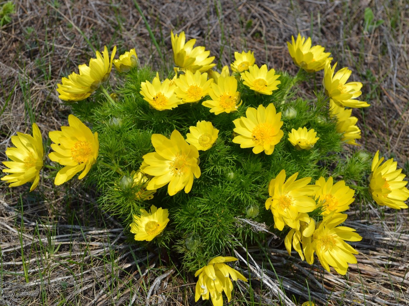 Изображение особи Adonis vernalis.