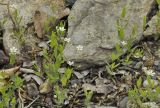 Moehringia lateriflora