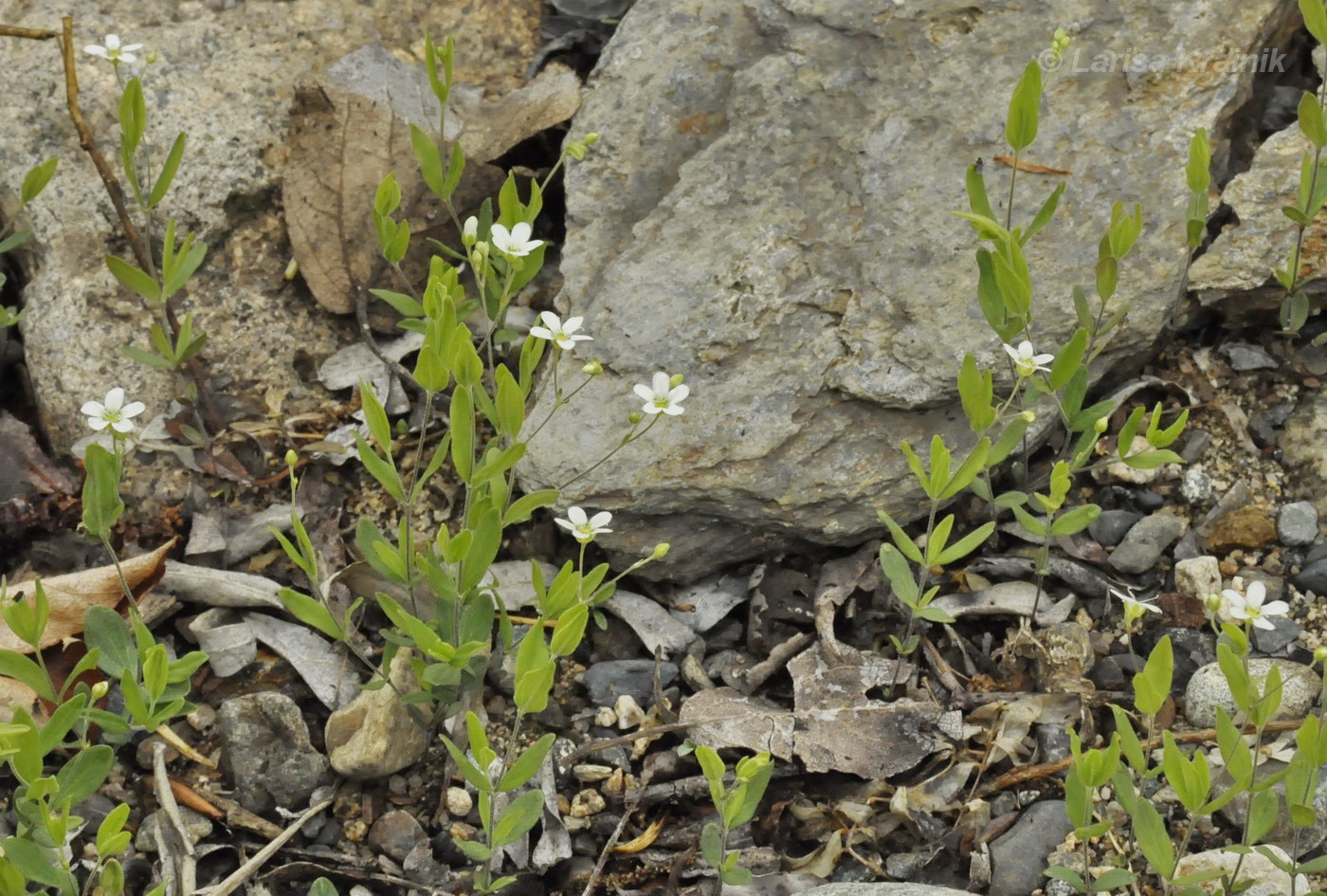 Image of Moehringia lateriflora specimen.