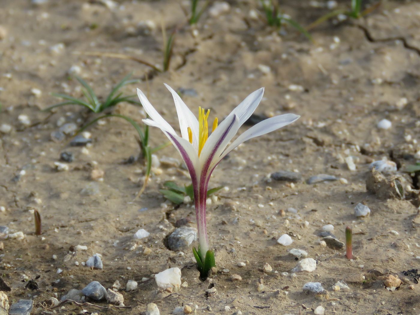 Изображение особи Colchicum kesselringii.