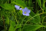 genus Linum