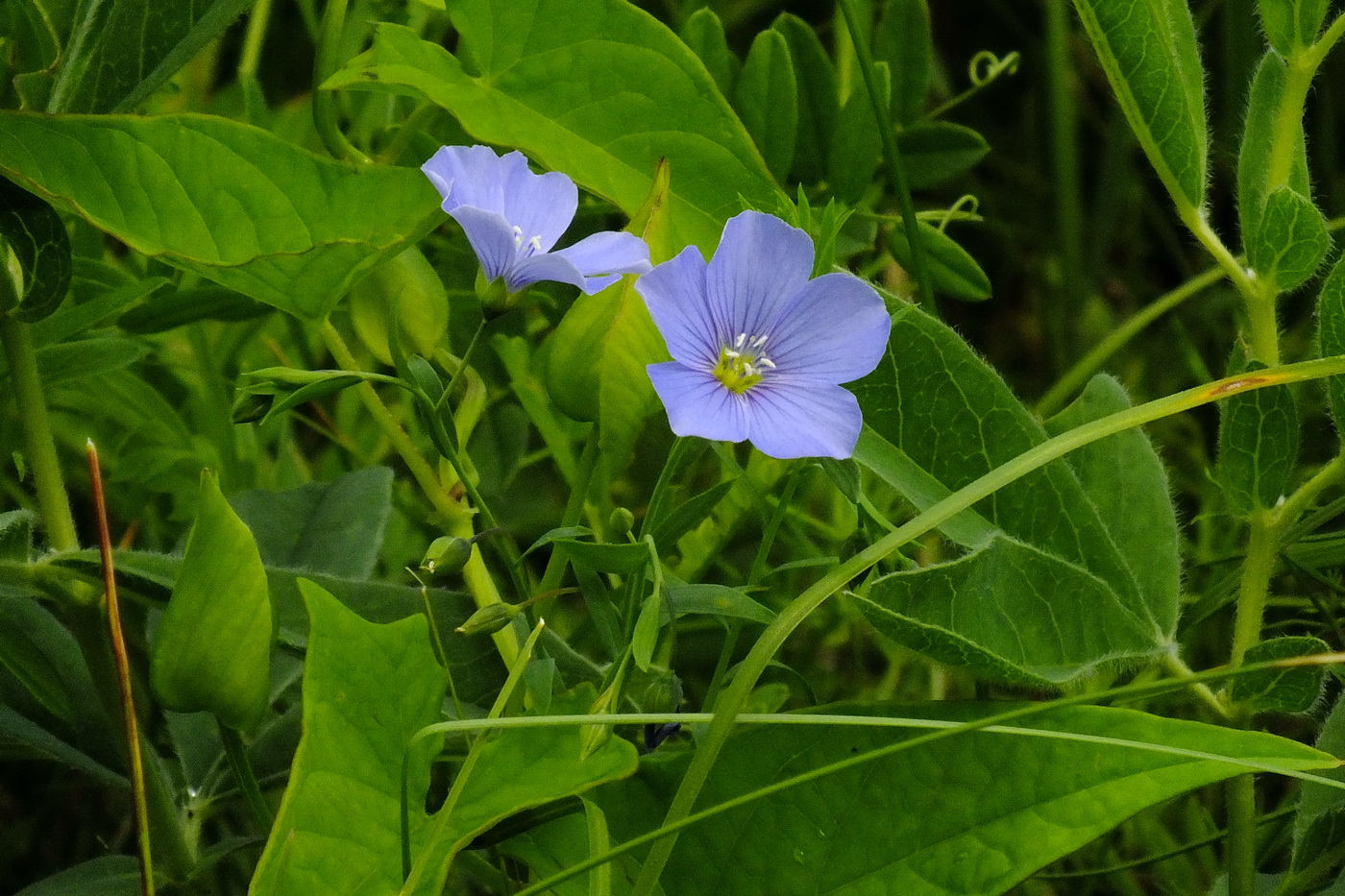 Изображение особи род Linum.