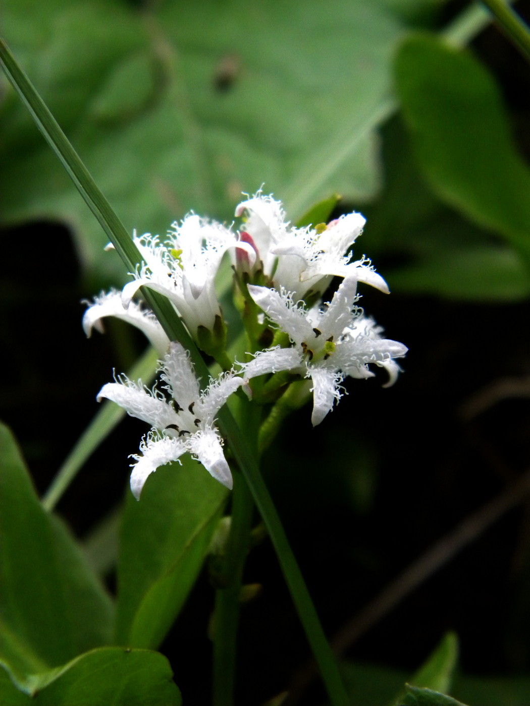 Image of Menyanthes trifoliata specimen.