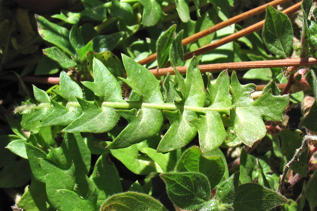 Изображение особи Hyoseris lucida.