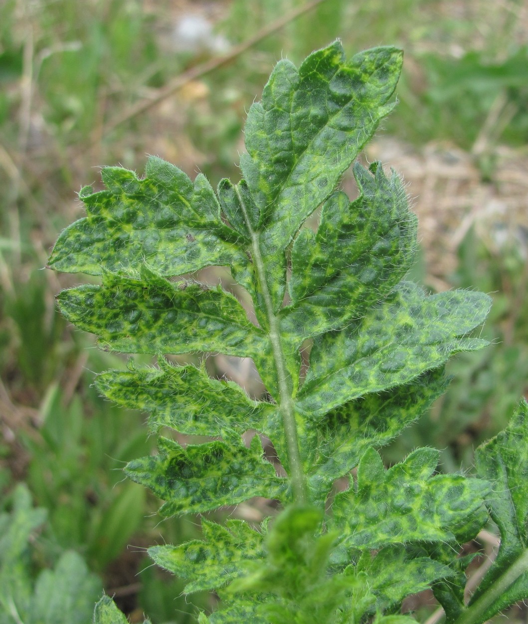 Image of Cephalaria transsylvanica specimen.