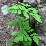 Gymnocarpium dryopteris. Растение в смешанном лесу. Пермский край, подножие Вогульского камня, долина р. Жигалан. 30.06.2010.