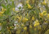 Cytisus villosus