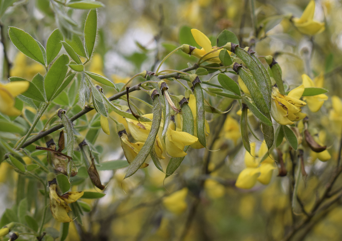 Изображение особи Cytisus villosus.