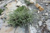 Sideritis euxina