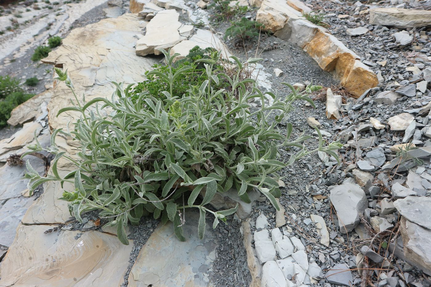 Image of Sideritis euxina specimen.