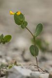 Coronilla scorpioides. Цветущее растение. Краснодарский край, м/о г. Новороссийск, южный склон Маркотхского хребта, каменистый склон. 02.05.2021.