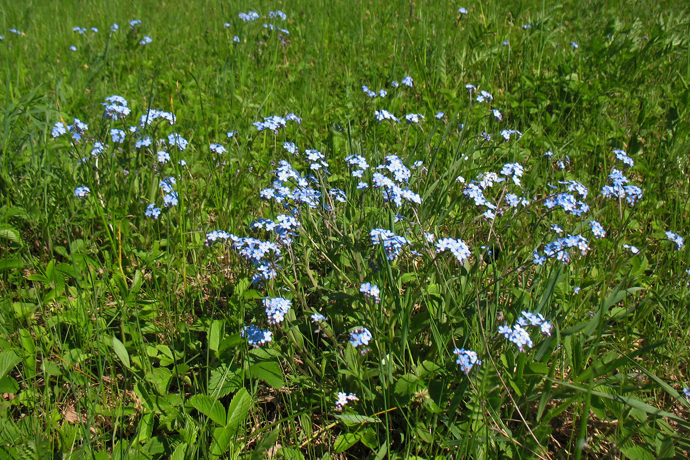 Изображение особи Myosotis sylvatica.