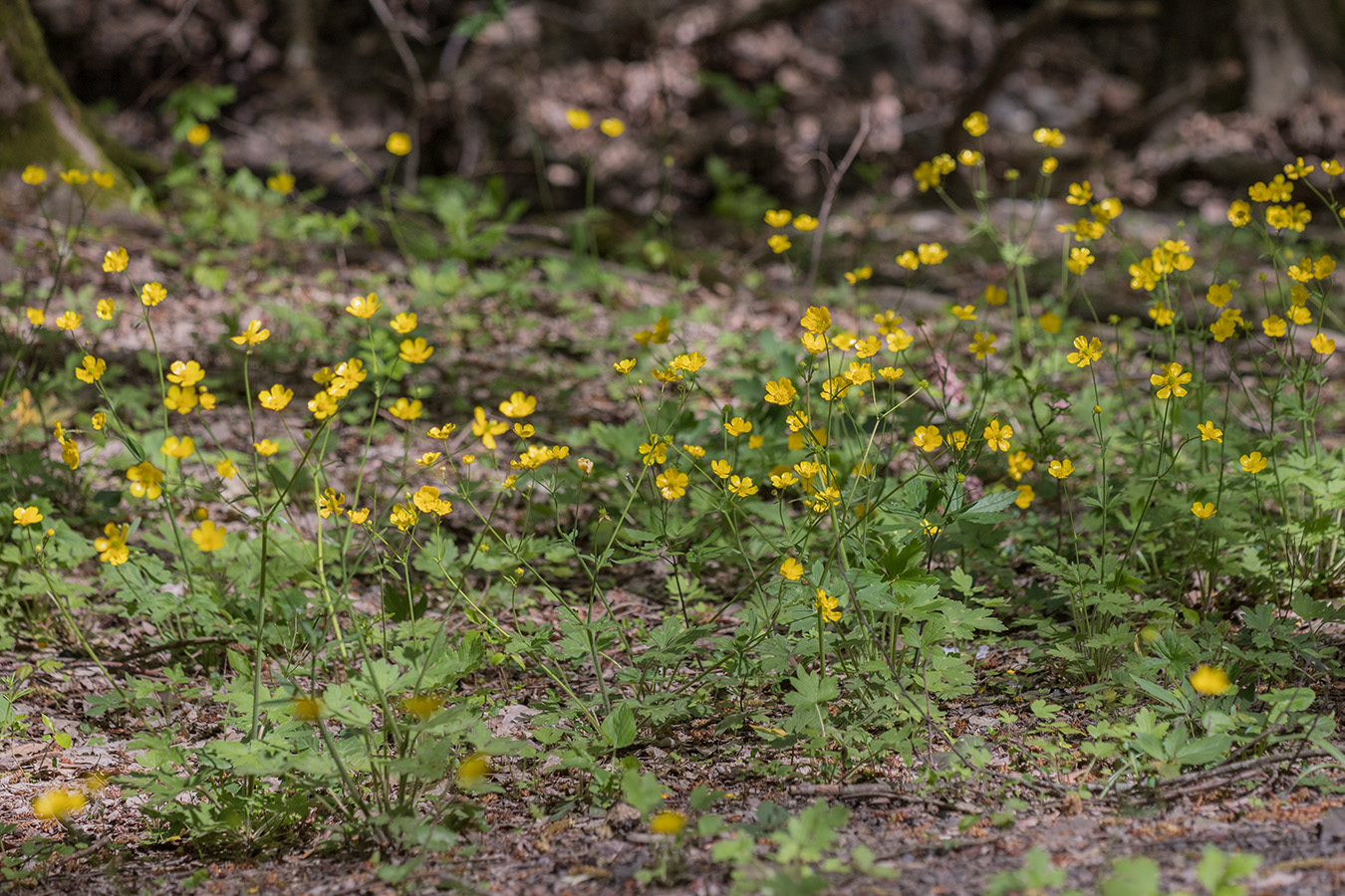 Изображение особи Ranunculus georgicus.