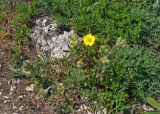 Potentilla taurica