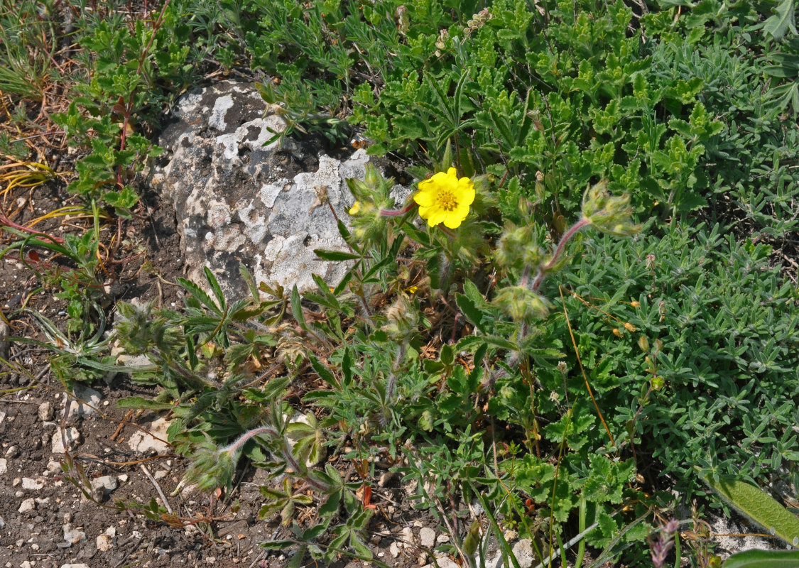 Image of Potentilla taurica specimen.