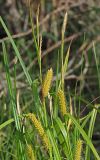 Carex vesicaria