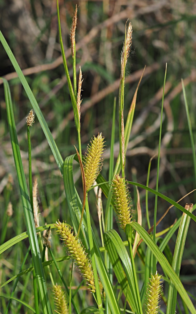 Изображение особи Carex vesicaria.