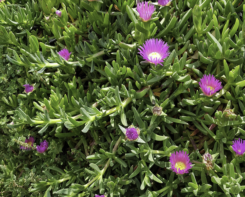 Изображение особи Carpobrotus modestus.