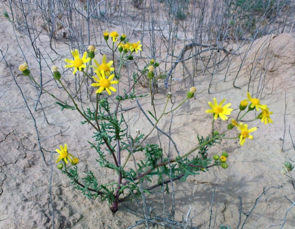 Изображение особи Senecio noeanus.