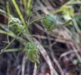 Campanula sibirica. Верхушка растения с плодами (галлы?). Пермский край, Кунгурский р-н, ур. Подкаменная гора, крутой склон, разнотравный луг. 26.06.2021.