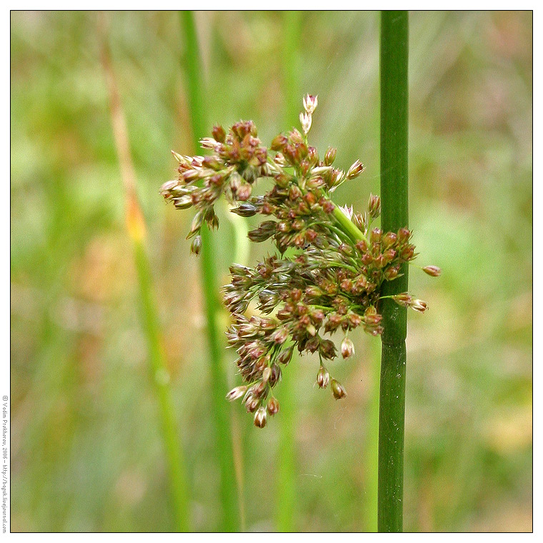 Изображение особи Juncus effusus.