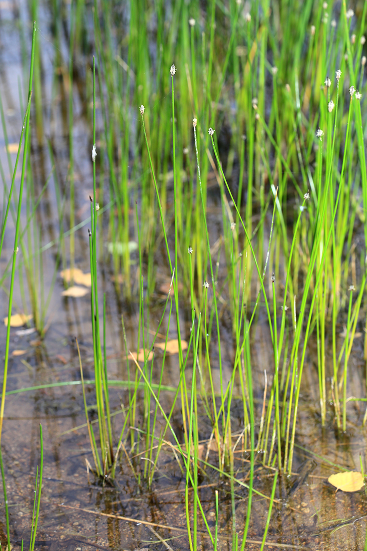 Image of Eleocharis ussuriensis specimen.