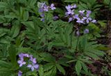 Cardamine quinquefolia