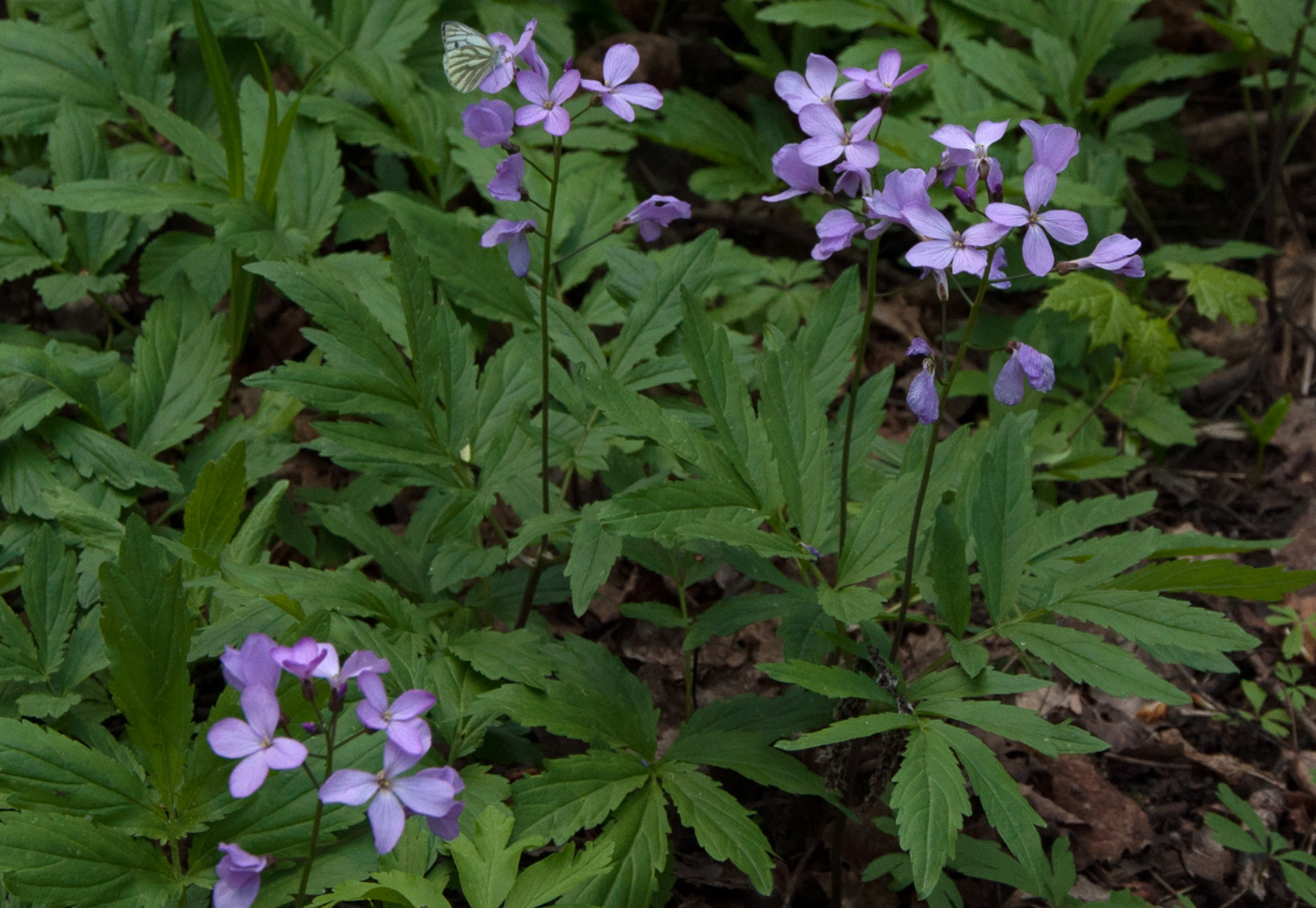 Изображение особи Cardamine quinquefolia.