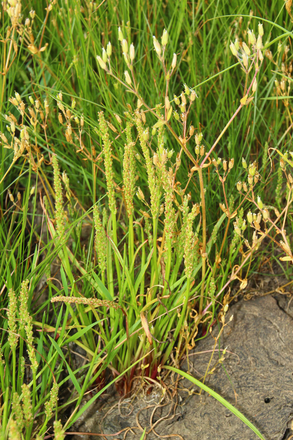 Image of Plantago tenuiflora specimen.