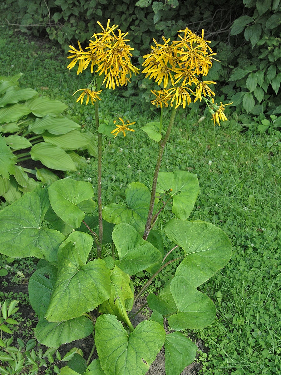 Изображение особи Ligularia &times; hessei.