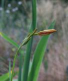 Belamcanda chinensis