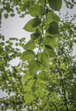 Betula maximowicziana. Верхушка побега (видна абаксиальная поверхность листьев). Москва, ГБС РАН, дендрарий. 29.08.2021.
