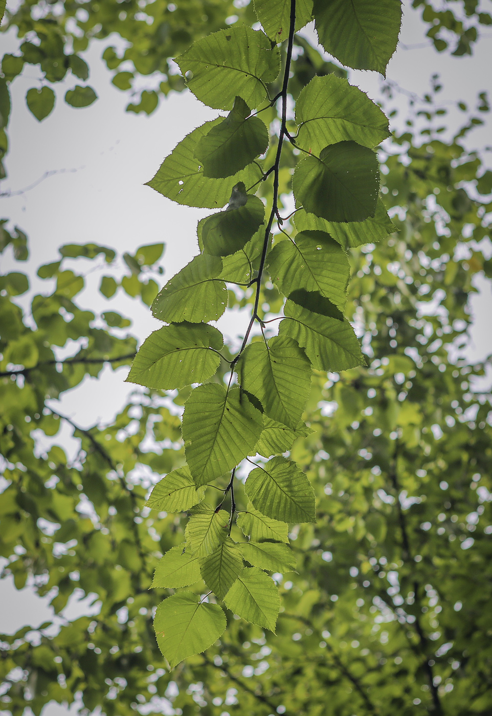 Изображение особи Betula maximowicziana.