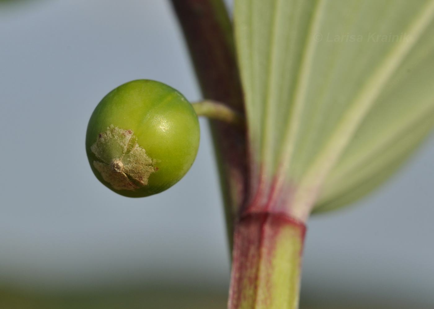 Image of Polygonatum odoratum specimen.