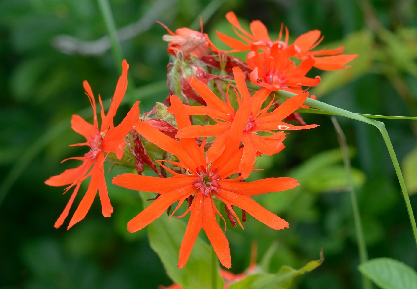 Image of Lychnis fulgens specimen.