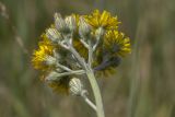 genus Pilosella