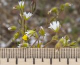 Cerastium pumilum