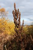 Veratrum lobelianum. Соплодие со зрелыми вскрывшимися плодами. Мурманск, Горелая сопка, склон вост. экспозиции, 245 м н.у.м., окружённая березняком сыроватая луговина, у обочины грунтовой дороги. 18.09.2021.