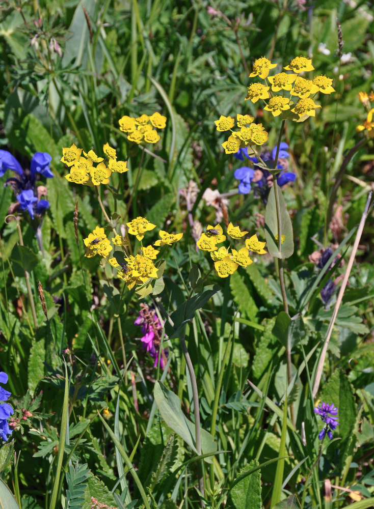 Изображение особи Bupleurum aureum ssp. porfirii.