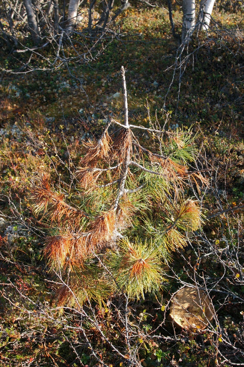 Изображение особи Pinus sibirica.