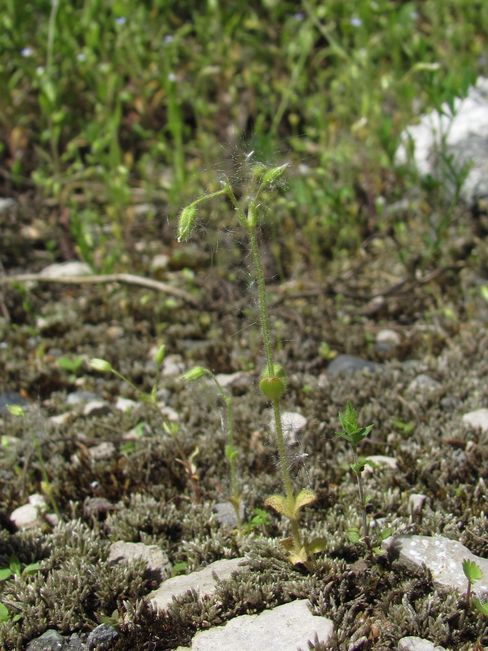 Изображение особи Cerastium glutinosum.