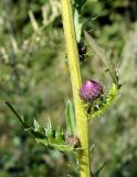 Cirsium pendulum