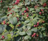 род Cotoneaster